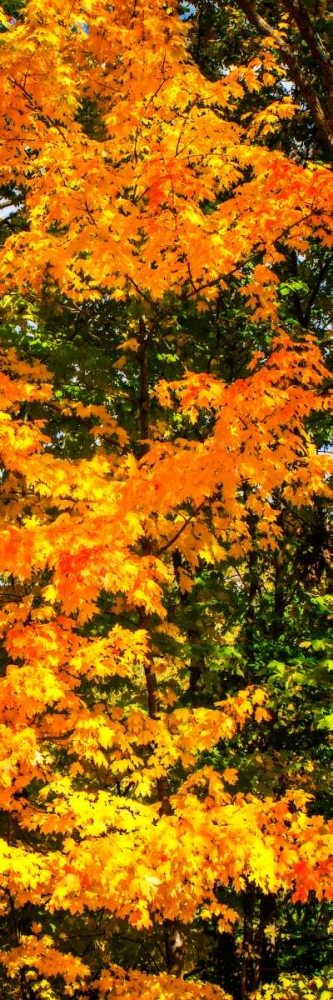 Autumn Maple II art print by Alan Hausenflock for $57.95 CAD