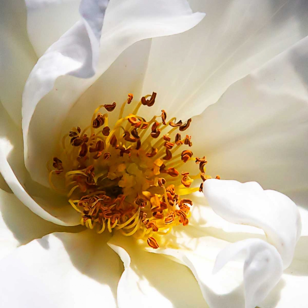 Whipped Cream Rose art print by Alan Hausenflock for $57.95 CAD