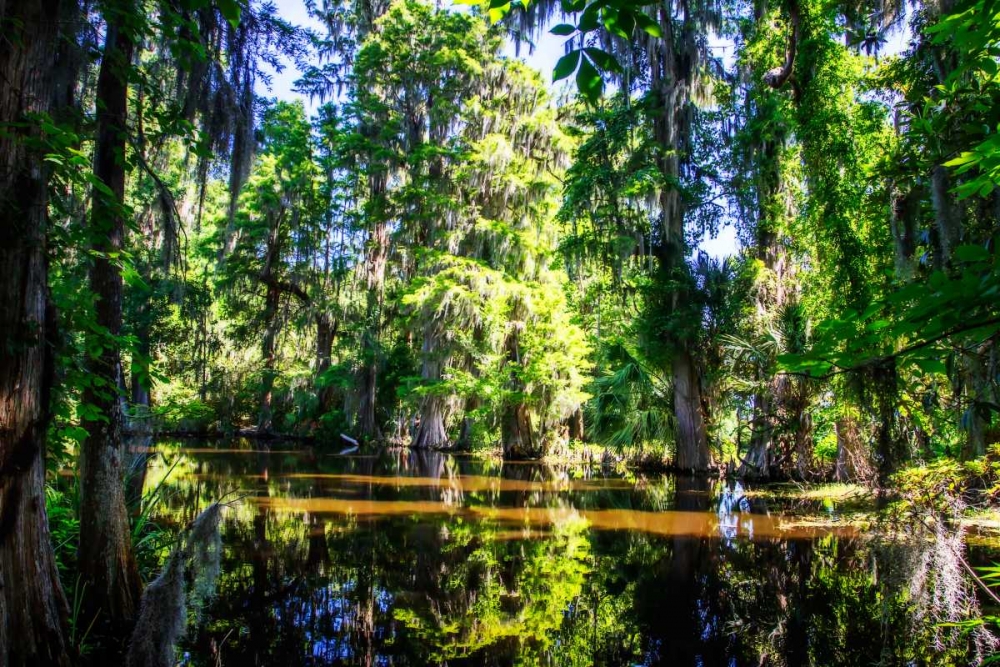 Cypress Pond I art print by Alan Hausenflock for $57.95 CAD