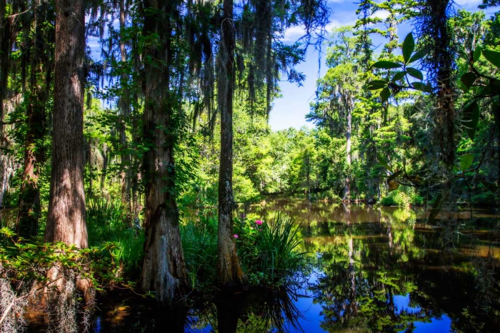 Cypress Pond II art print by Alan Hausenflock for $57.95 CAD