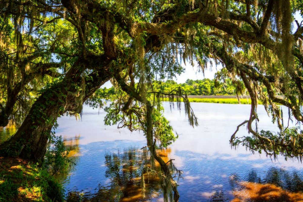 Ashley River Bank III art print by Alan Hausenflock for $57.95 CAD