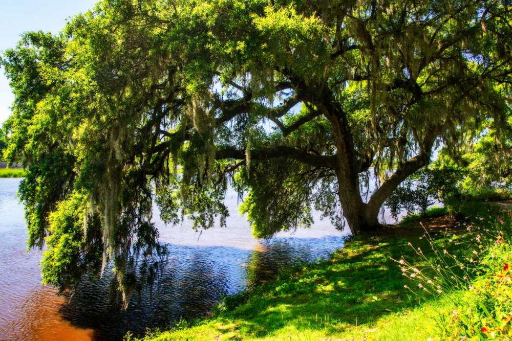 Ashley River Bank IV art print by Alan Hausenflock for $57.95 CAD