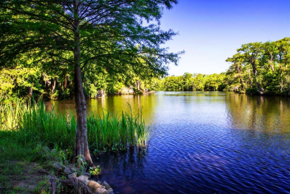 Waccamaw River art print by Alan Hausenflock for $57.95 CAD