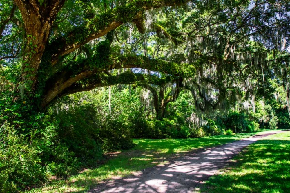 Plantation Walk art print by Alan Hausenflock for $57.95 CAD