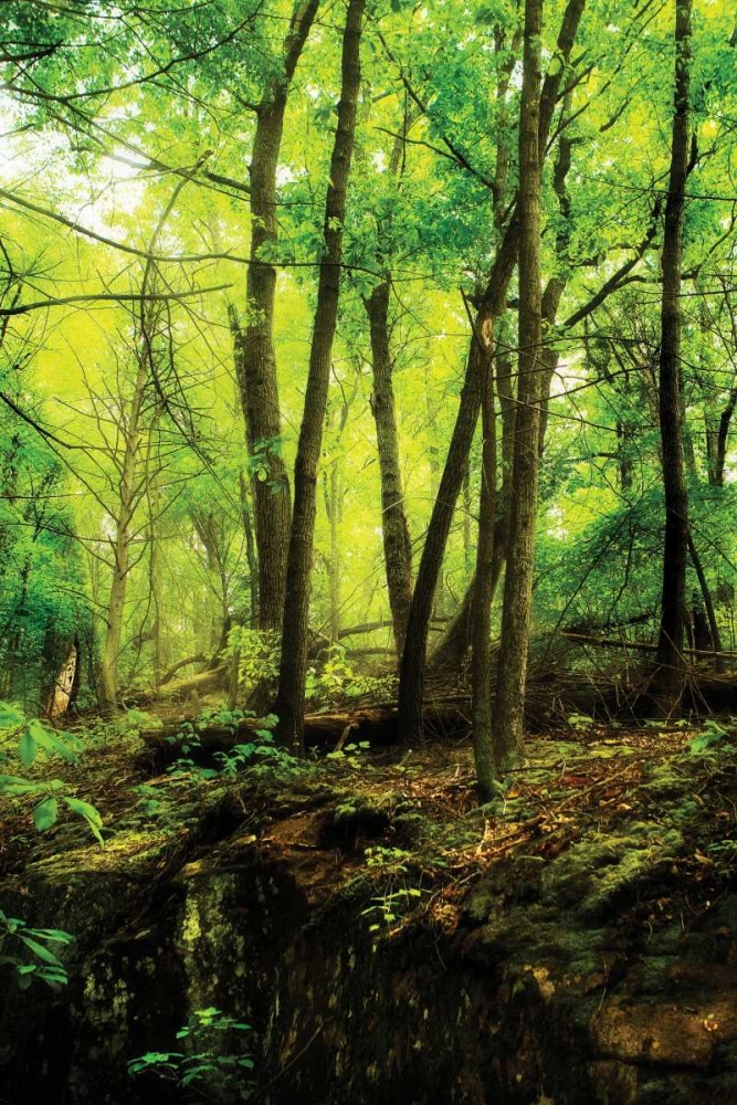 Deep Woods II art print by Alan Hausenflock for $57.95 CAD