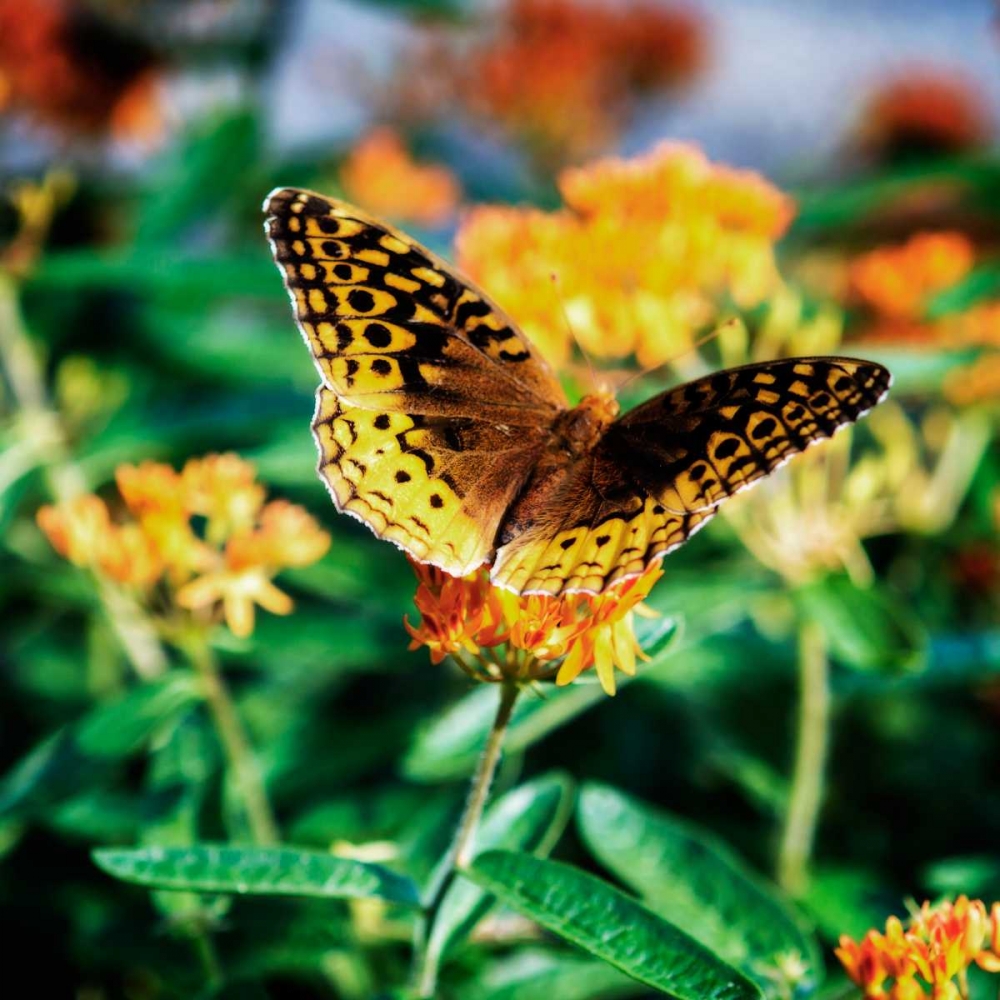 Resting Butterfly I art print by Alan Hausenflock for $57.95 CAD