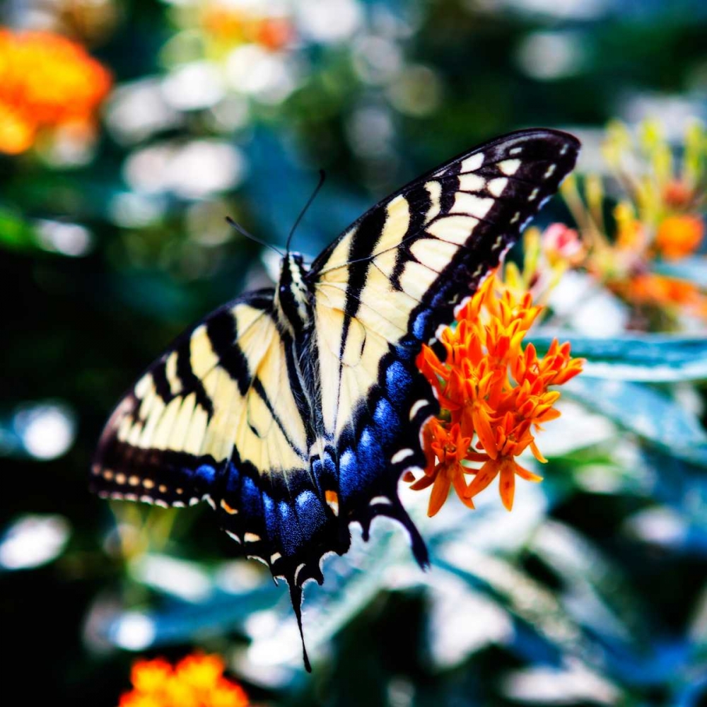 Resting Butterfly II art print by Alan Hausenflock for $57.95 CAD