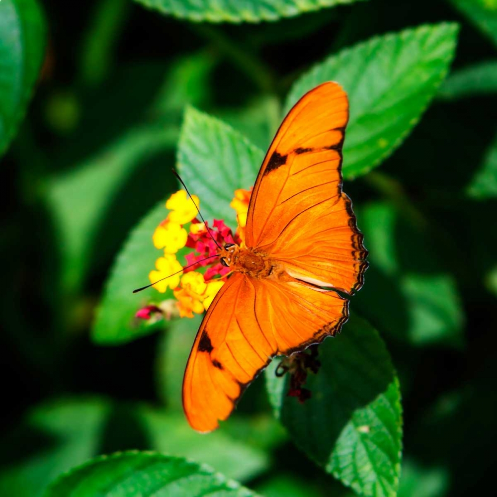 Resting Butterfly III art print by Alan Hausenflock for $57.95 CAD