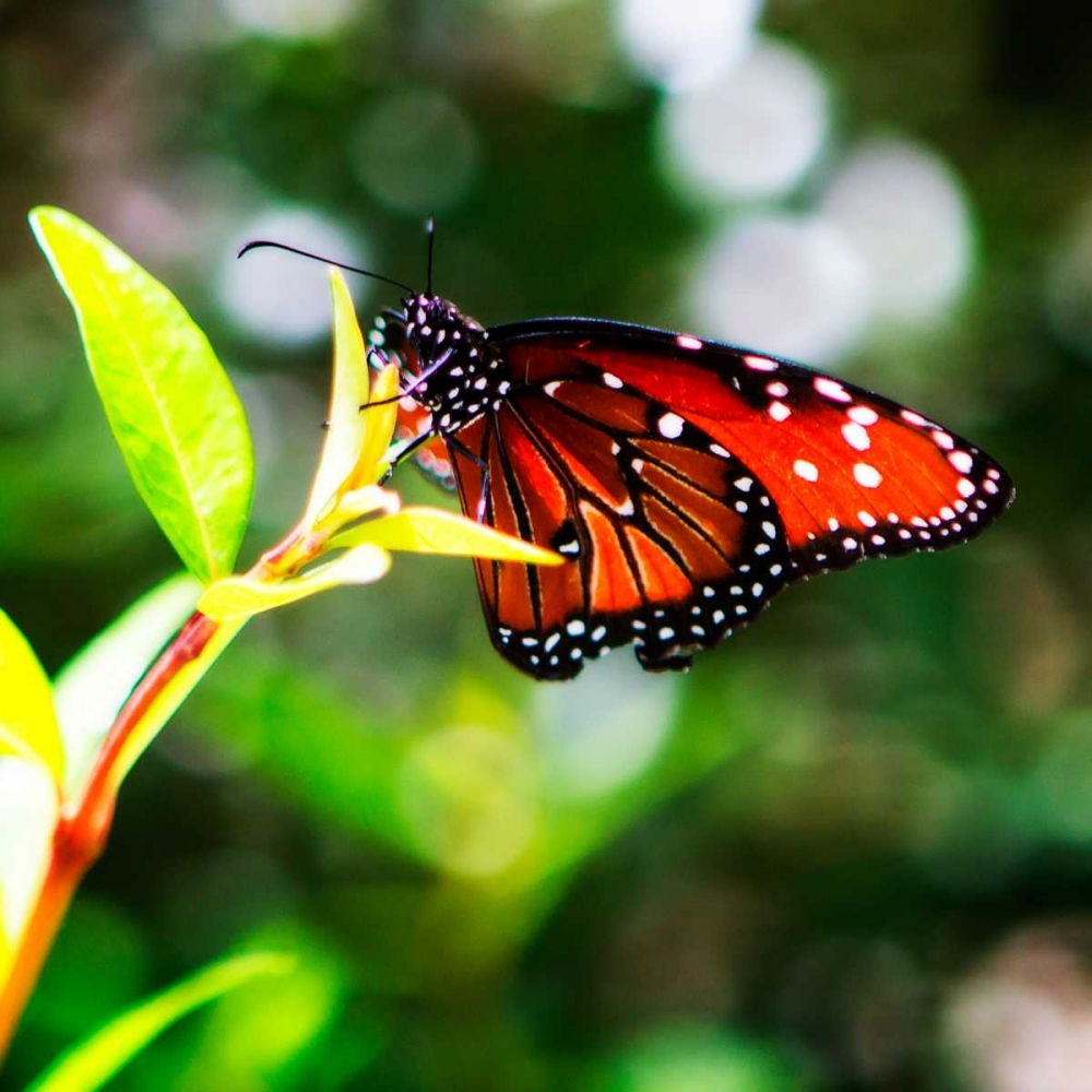 Resting Butterfly IV art print by Alan Hausenflock for $57.95 CAD
