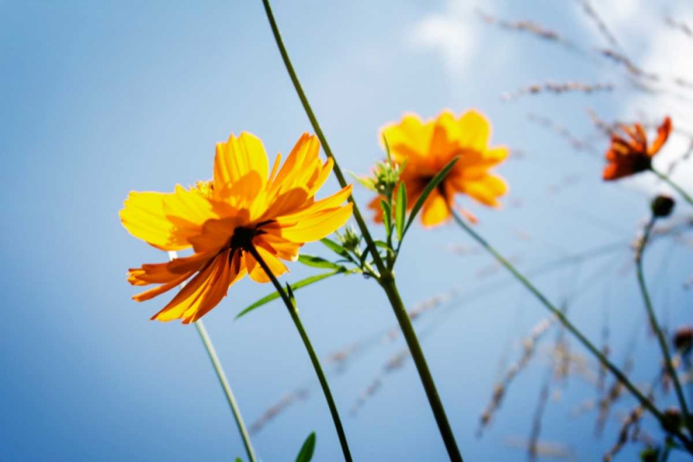 Reaching for the Sun II art print by Alan Hausenflock for $57.95 CAD