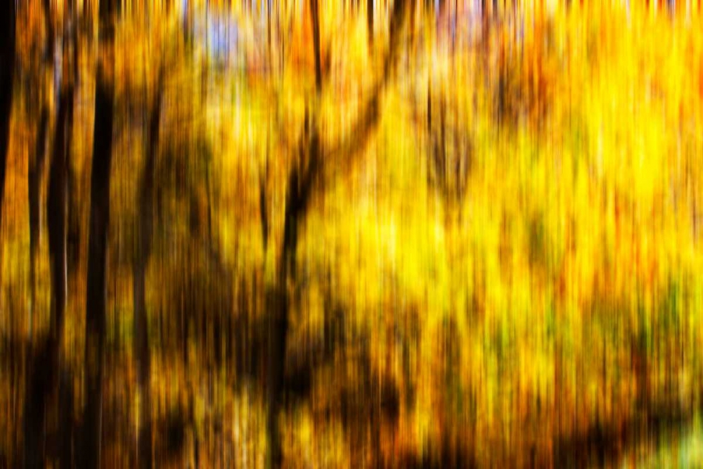 Autumn Impressions II art print by Alan Hausenflock for $57.95 CAD