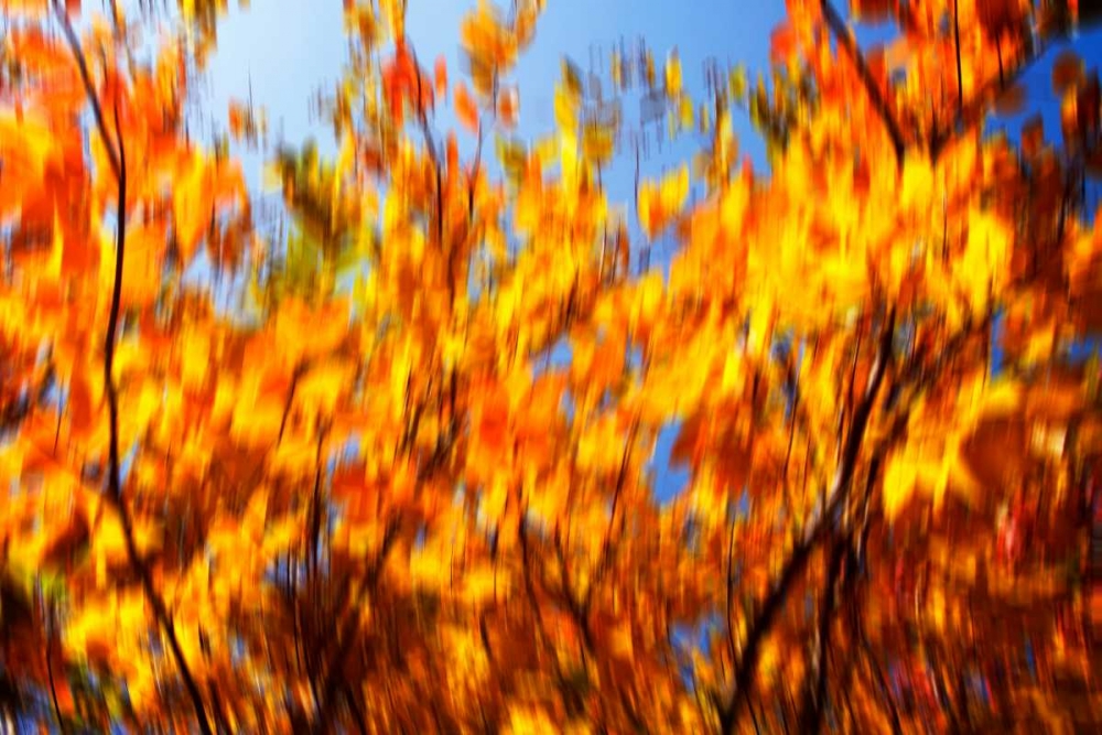 Autumn Impressions V art print by Alan Hausenflock for $57.95 CAD