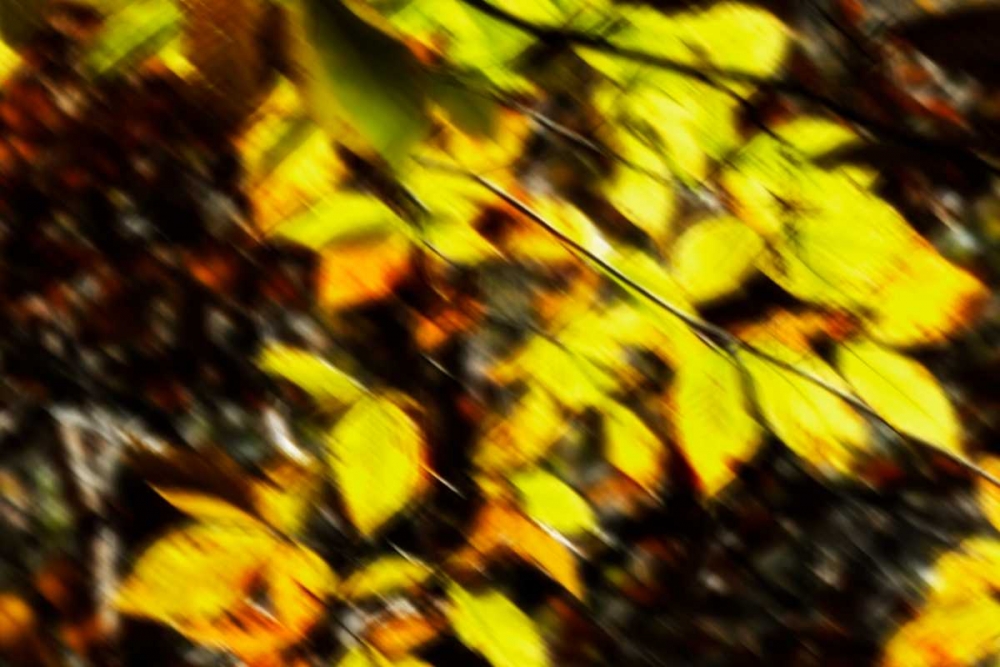 Autumn Impressions VII art print by Alan Hausenflock for $57.95 CAD