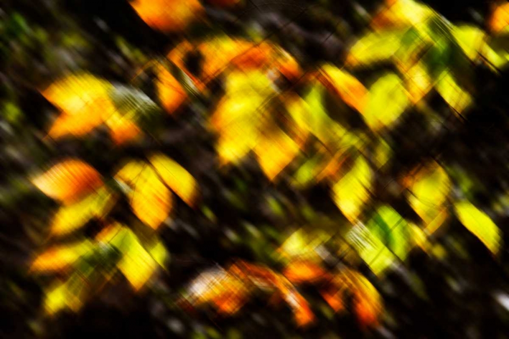 Autumn Impressions VIII art print by Alan Hausenflock for $57.95 CAD