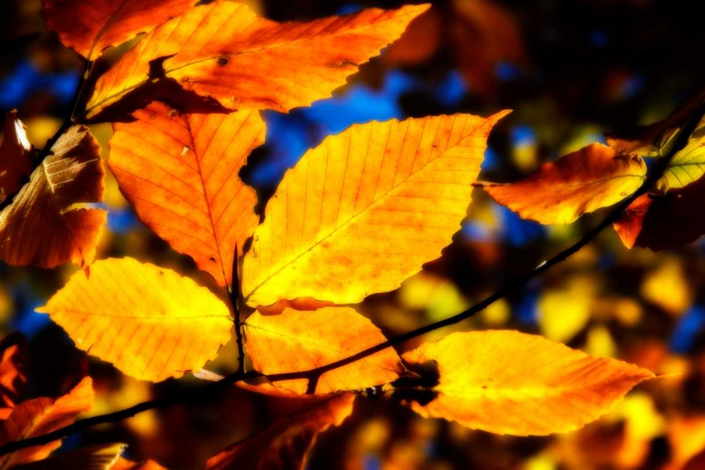Autumn Impressions IX art print by Alan Hausenflock for $57.95 CAD
