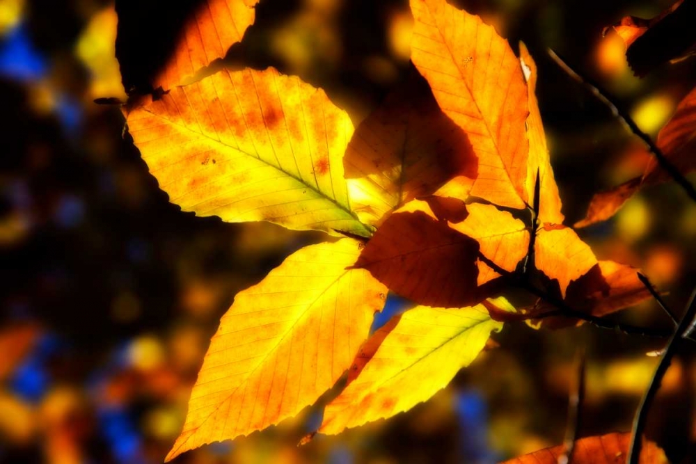 Autumn Impressions X art print by Alan Hausenflock for $57.95 CAD