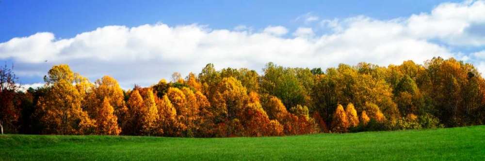 Trees of Gold art print by Alan Hausenflock for $57.95 CAD