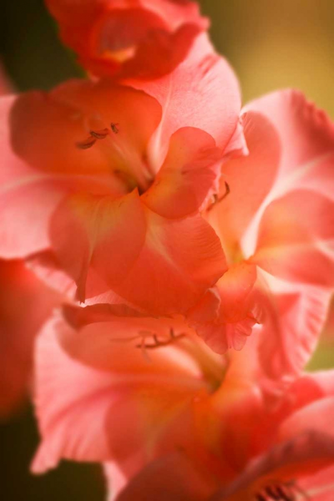 Bella Rosa II art print by Alan Hausenflock for $57.95 CAD