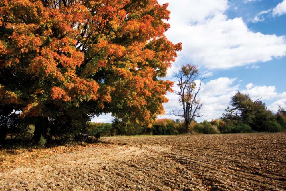 Autumn Scene II art print by Alan Hausenflock for $57.95 CAD