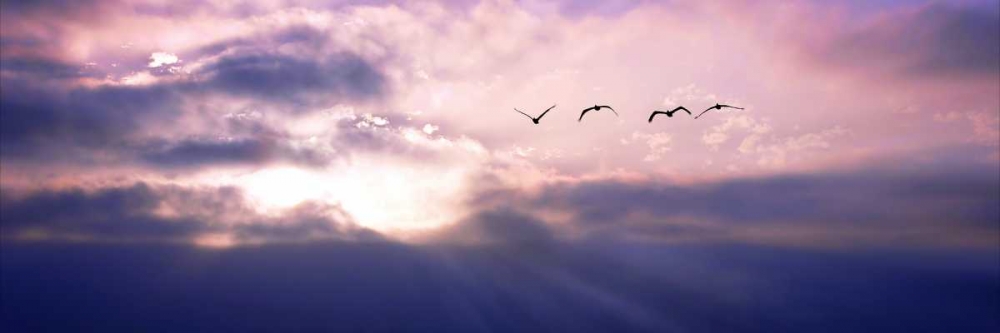 Pelicans Above the Bay art print by Alan Hausenflock for $57.95 CAD
