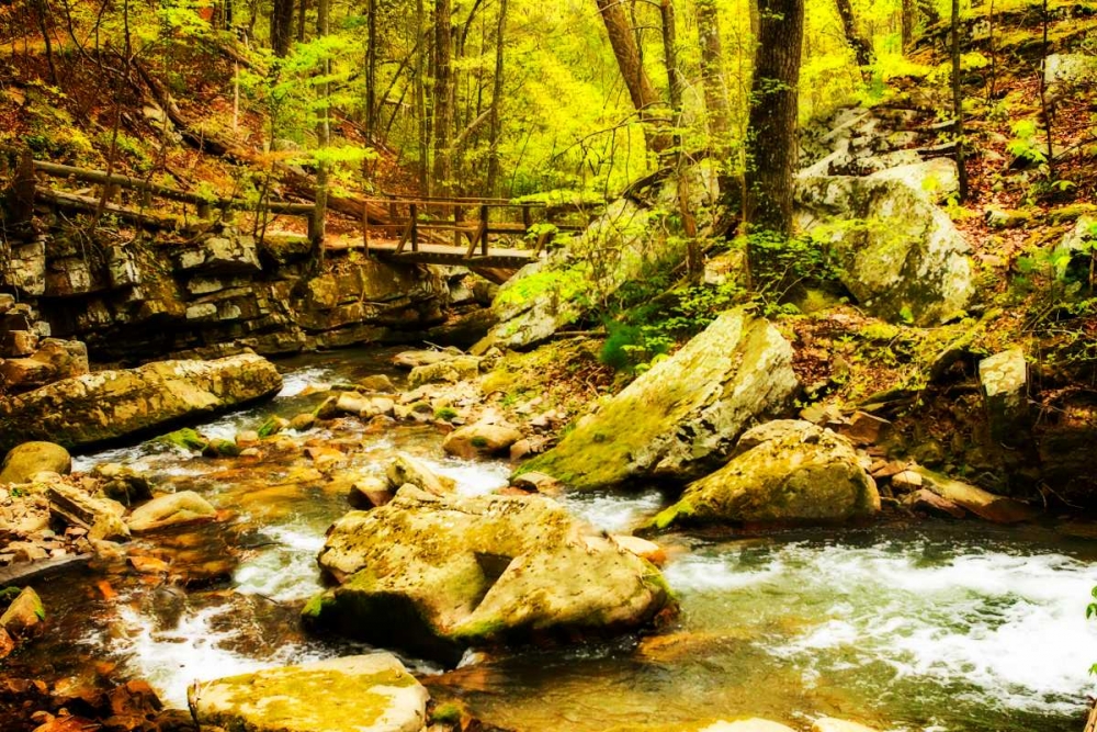 Covington Woods II art print by Alan Hausenflock for $57.95 CAD