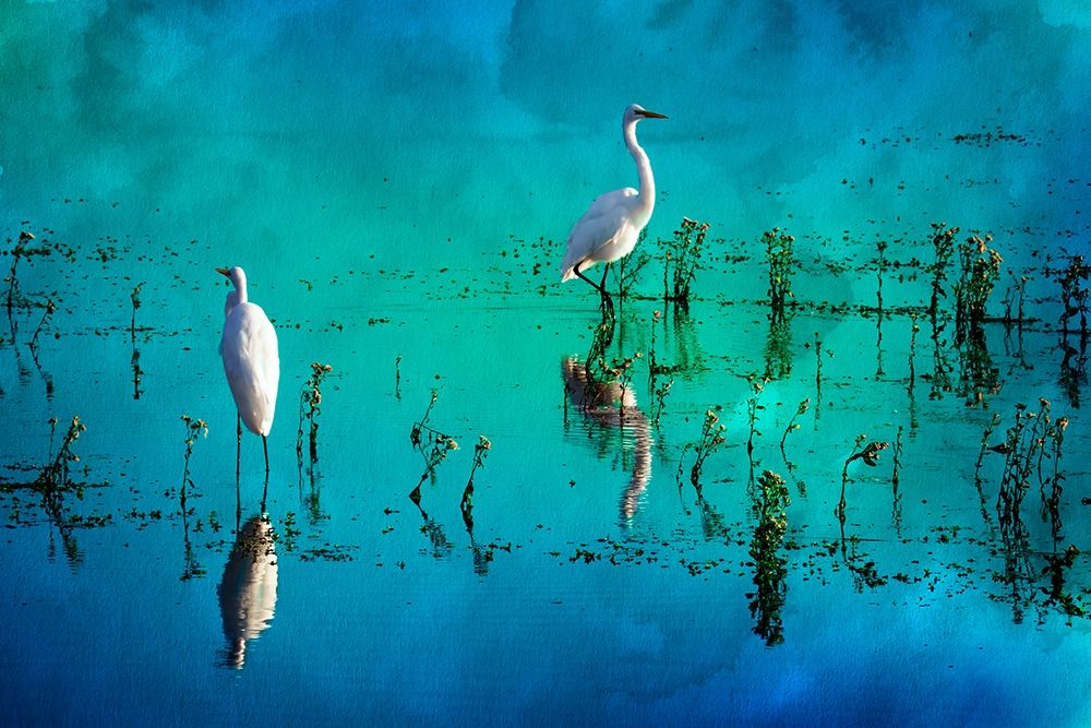 Wading Herons II art print by Alan Hausenflock for $57.95 CAD