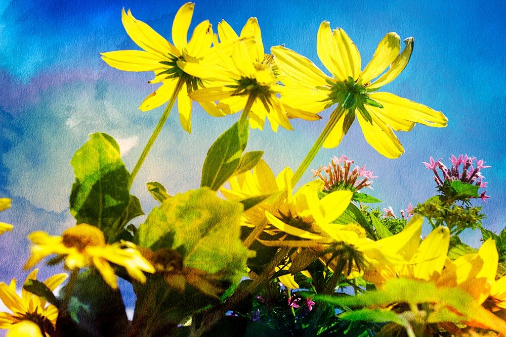 Flowers on Watercolor I art print by Alan Hausenflock for $57.95 CAD