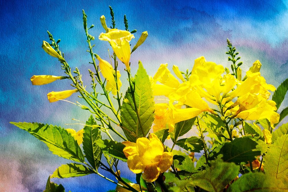 Flowers on Watercolor II art print by Alan Hausenflock for $57.95 CAD