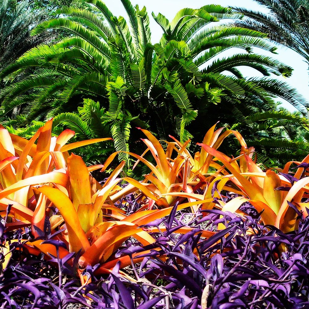 Tropical Garden I art print by Alan Hausenflock for $57.95 CAD