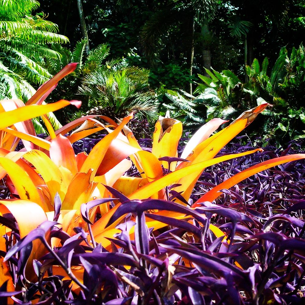 Tropical Garden II art print by Alan Hausenflock for $57.95 CAD