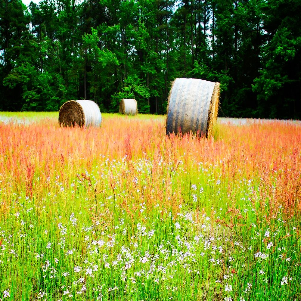 Spring Fields I art print by Alan Hausenflock for $57.95 CAD