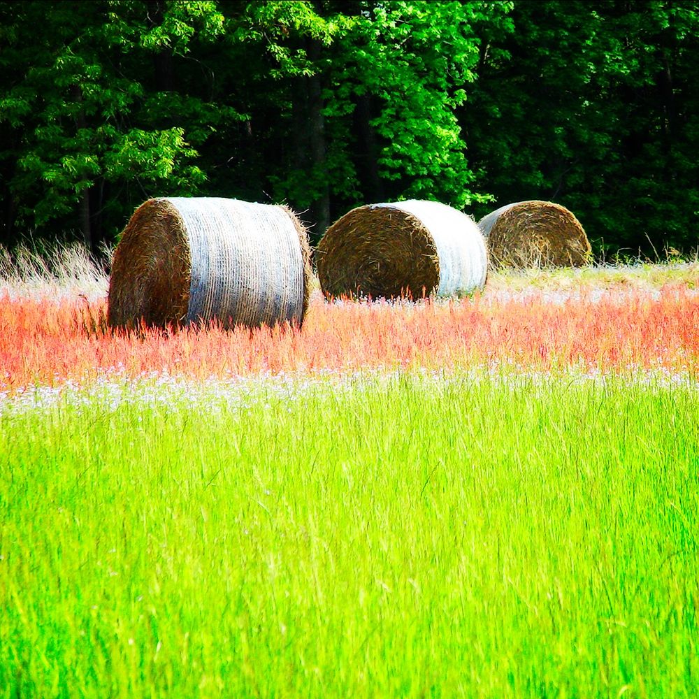 Spring Fields II art print by Alan Hausenflock for $57.95 CAD