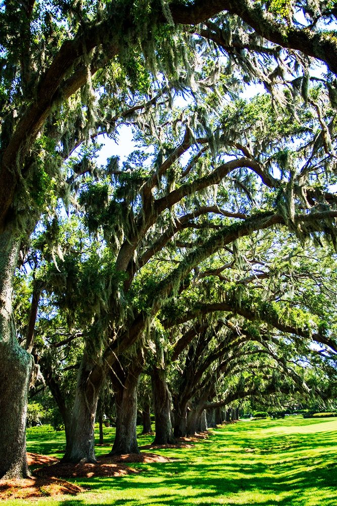 Avenue of Oaks I art print by Alan Hausenflock for $57.95 CAD