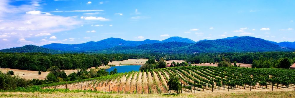 Virginia Vineyards I art print by Alan Hausenflock for $57.95 CAD