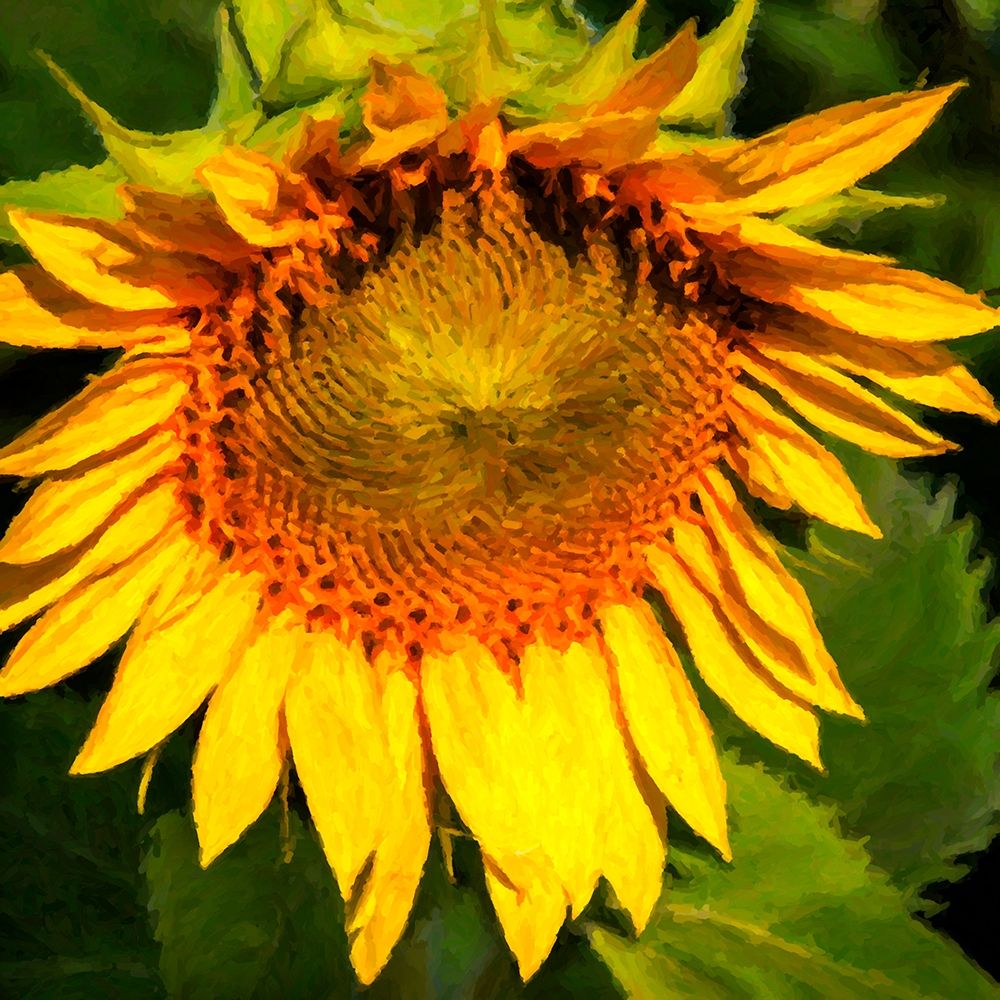Sunflower I art print by Alan Hausenflock for $57.95 CAD