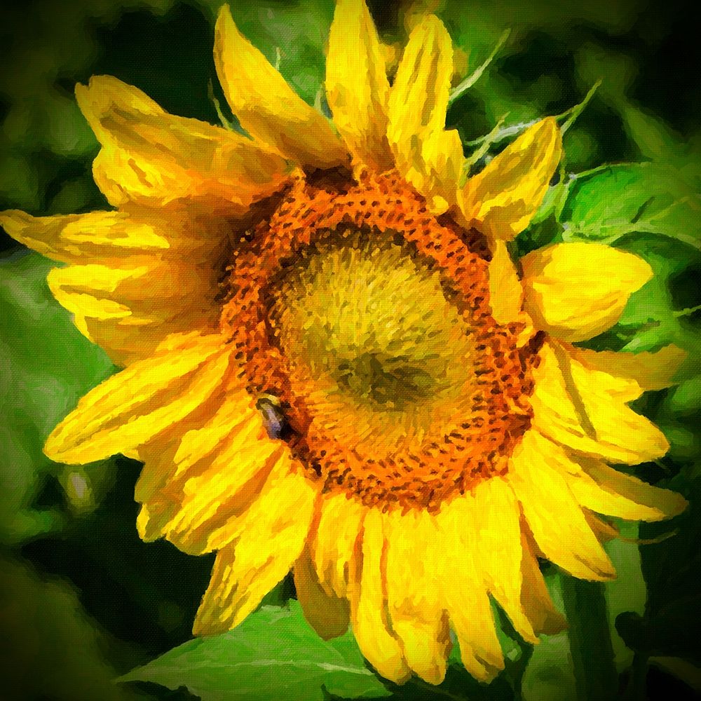 Sunflower II art print by Alan Hausenflock for $57.95 CAD