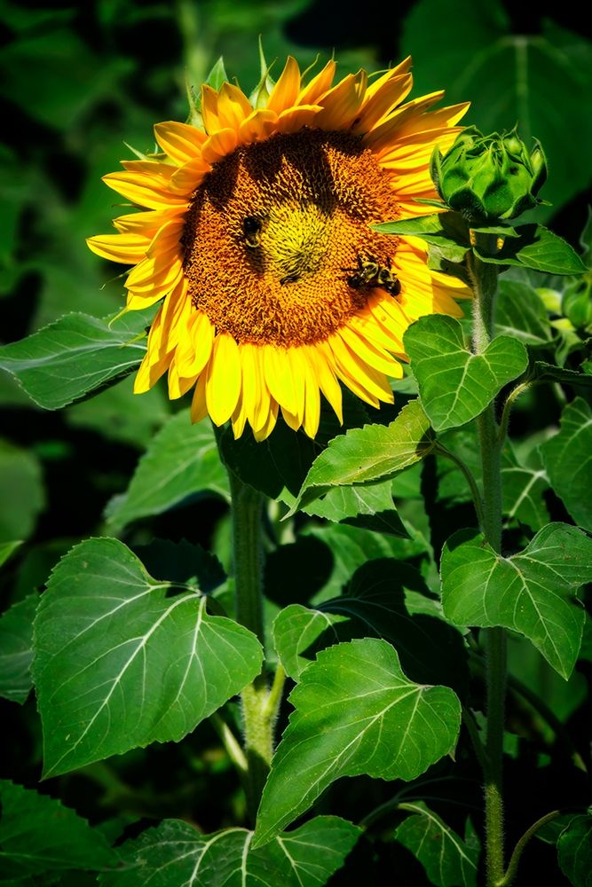 A Summer Flower I art print by Alan Hausenflock for $57.95 CAD