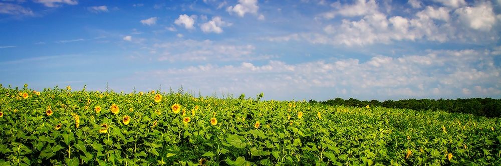 Sunflower Fields I art print by Alan Hausenflock for $57.95 CAD