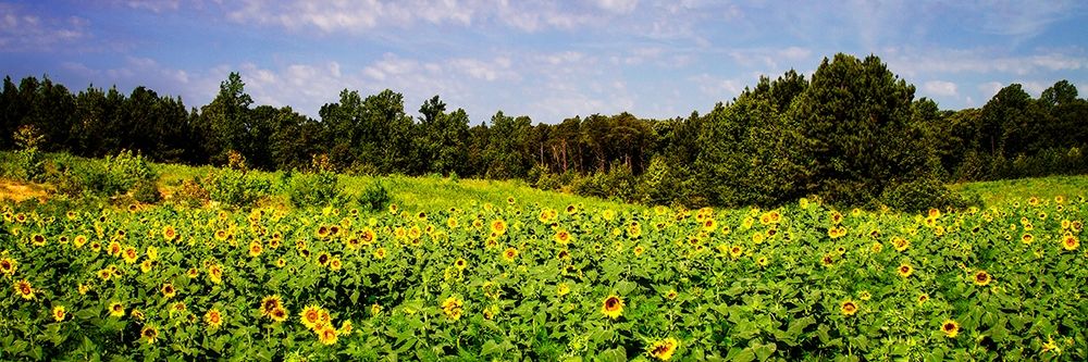 Sunflower Fields II art print by Alan Hausenflock for $57.95 CAD