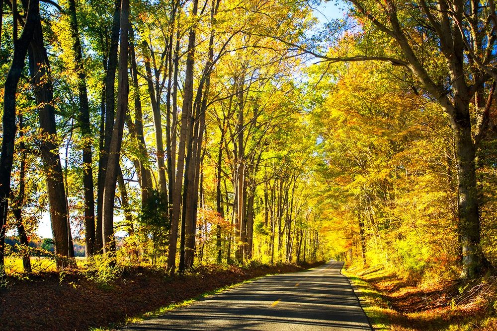 Trees of Gold and Green I art print by Alan Hausenflock for $57.95 CAD