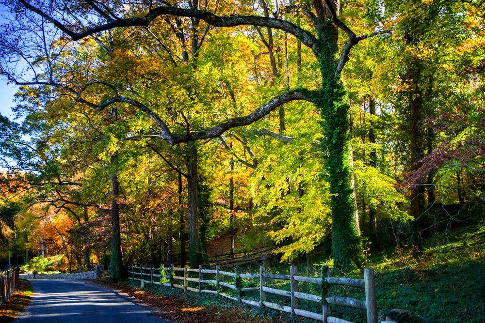 Trees of Gold and Green II art print by Alan Hausenflock for $57.95 CAD