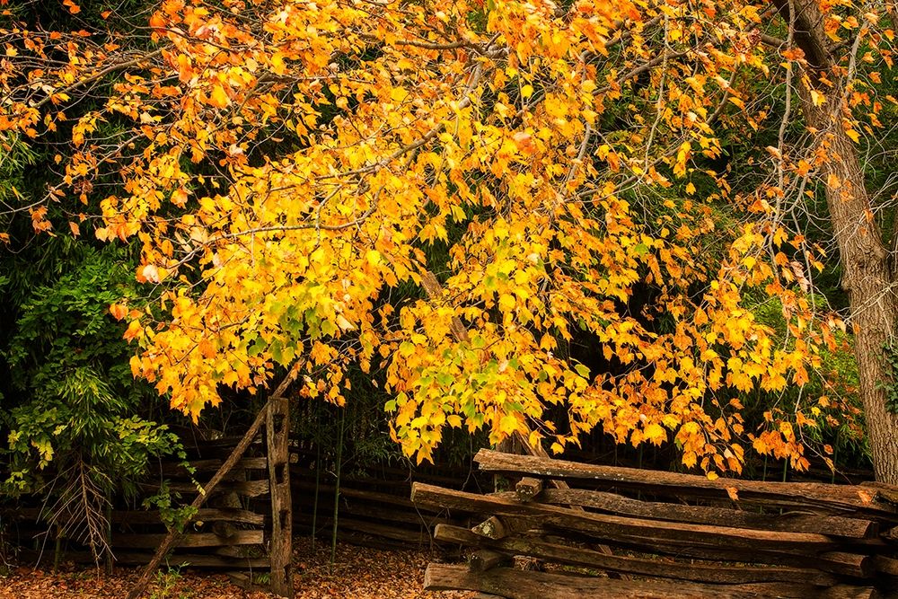 Late Fall Day II art print by Alan Hausenflock for $57.95 CAD