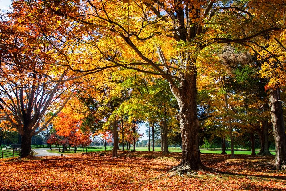 Autumn on the Plantation I art print by Alan Hausenflock for $57.95 CAD