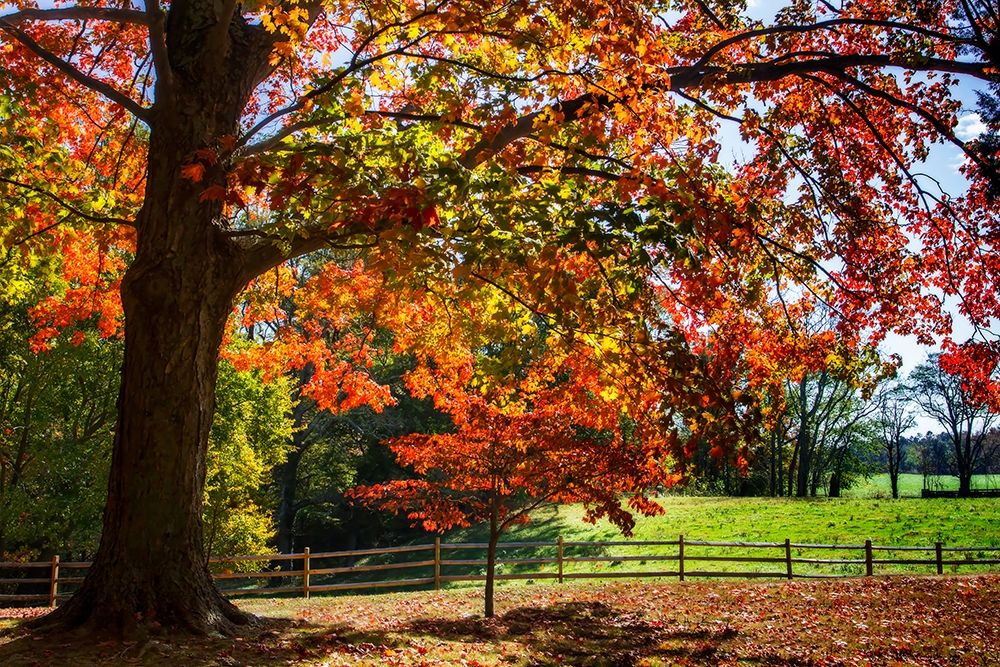 Autumn on the Plantation II art print by Alan Hausenflock for $57.95 CAD