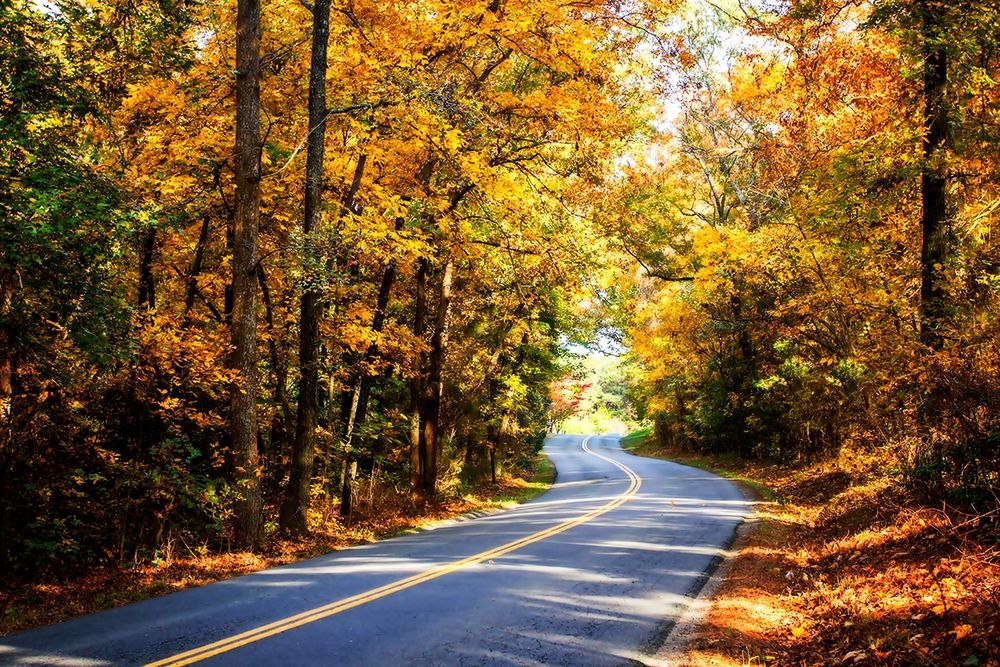 Walnut Grove Road I art print by Alan Hausenflock for $57.95 CAD