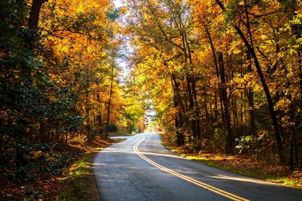 Walnut Grove Road II art print by Alan Hausenflock for $57.95 CAD