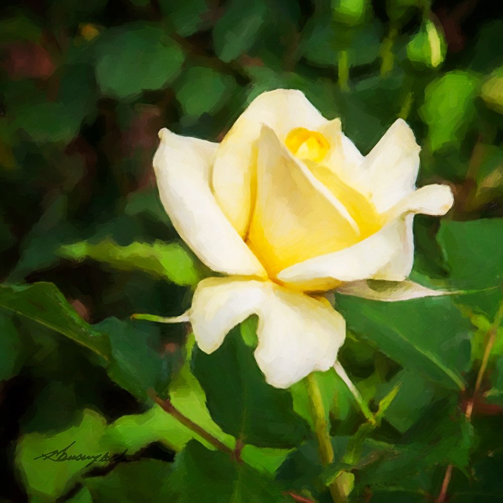 A Single Rose I art print by Alan Hausenflock for $57.95 CAD