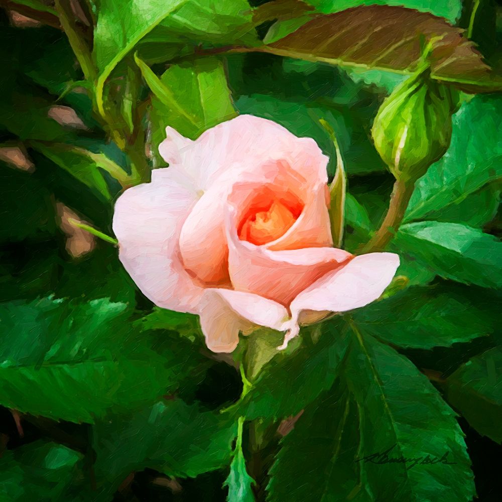 A Single Rose II art print by Alan Hausenflock for $57.95 CAD