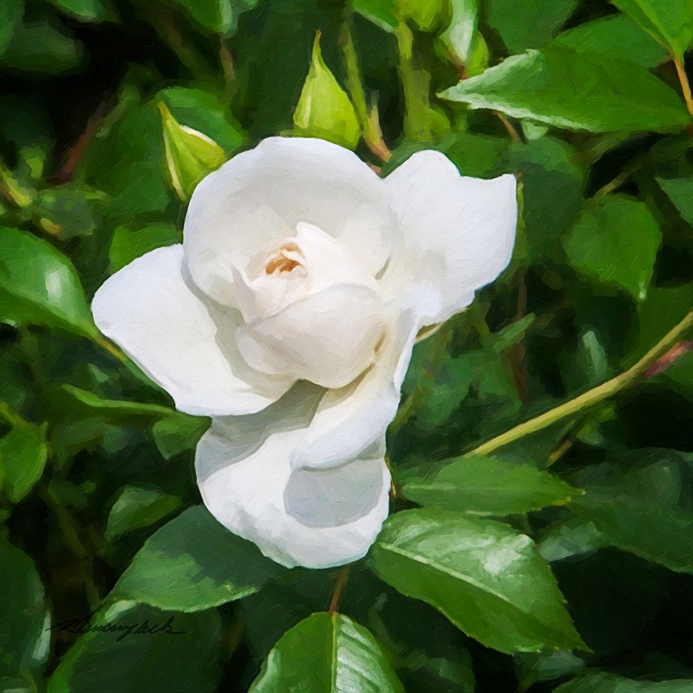A Single Rose III art print by Alan Hausenflock for $57.95 CAD