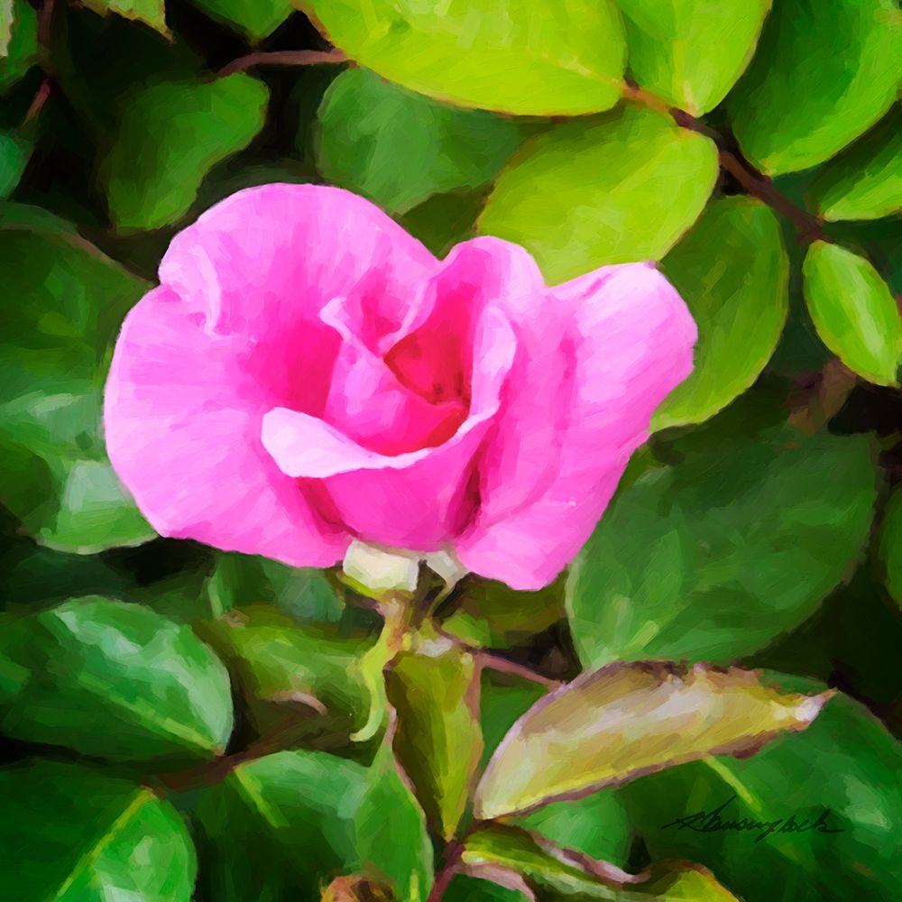 A Single Rose IV art print by Alan Hausenflock for $57.95 CAD